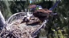 2023-04-06 22_37_50-Wildlife Rescue of Dade County Eagle Nest Cam - YouTube – Maxthon.jpg
