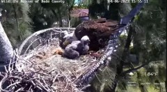 2023-04-06 22_38_04-Wildlife Rescue of Dade County Eagle Nest Cam - YouTube – Maxthon.jpg