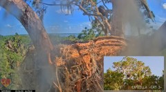 2023-04-06 22_42_08-Central Florida Bald Eagle Cam - New Cameras #eaglets #fledgling #eagle #livestr.jpg