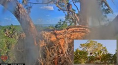 2023-04-06 22_42_16-Central Florida Bald Eagle Cam - New Cameras #eaglets #fledgling #eagle #livestr.jpg