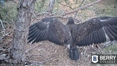 2023-04-06 22_46_02-Berry College Eagle Cams - 2023 – Maxthon.jpg