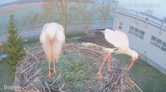 2023-04-08 16_12_05-#Bocian na żywo z #gniazdo pod Zambrowem #WhiteStork #nest #livecam w #zambrow #.jpg