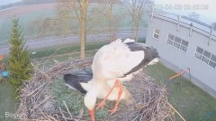 2023-04-08 16_12_17-#Bocian na żywo z #gniazdo pod Zambrowem #WhiteStork #nest #livecam w #zambrow #.jpg