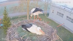 2023-04-08 16_12_27-#Bocian na żywo z #gniazdo pod Zambrowem #WhiteStork #nest #livecam w #zambrow #.jpg