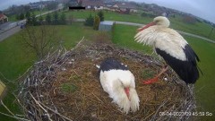 2023-04-08 19_23_32-Projekt Sąsiad Bocian - transmisja na żywo znad gniazda bociana białego w Woli Z.jpg