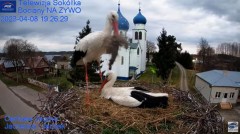 2023-04-08 20_03_08-Gniazdo Bocianie - Telewizja Sokółka [NA ŻYWO] _ IP Camera_ Stork's nest [LIVE] .jpg