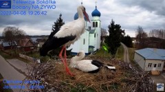 2023-04-08 20_03_21-Gniazdo Bocianie - Telewizja Sokółka [NA ŻYWO] _ IP Camera_ Stork's nest [LIVE] .jpg