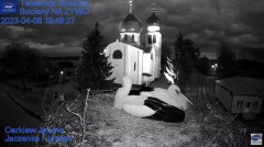 2023-04-08 20_04_00-Gniazdo Bocianie - Telewizja Sokółka [NA ŻYWO] _ IP Camera_ Stork's nest [LIVE] .jpg