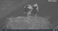 2023-04-10 19_51_34-Gniazdo Bocianie w Czarnej - kamera na żywo – Maxthon.jpg
