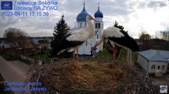 2023-04-11 21_37_04-Gniazdo Bocianie - Telewizja Sokółka [NA ŻYWO] _ IP Camera_ Stork's nest [LIVE] .jpg