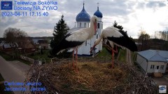 2023-04-11 21_38_18-Gniazdo Bocianie - Telewizja Sokółka [NA ŻYWO] _ IP Camera_ Stork's nest [LIVE] .jpg