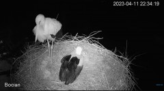 2023-04-11 22_47_05-#Bocian na żywo z #gniazdo pod Zambrowem #WhiteStork #nest #livecam w #zambrow #.jpg
