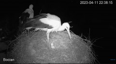 2023-04-11 22_47_12-#Bocian na żywo z #gniazdo pod Zambrowem #WhiteStork #nest #livecam w #zambrow #.jpg