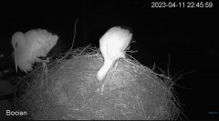 2023-04-11 22_46_26-#Bocian na żywo z #gniazdo pod Zambrowem #WhiteStork #nest #livecam w #zambrow #.jpg
