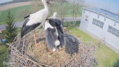2023-04-12 20_31_02-#Bocian na żywo z #gniazdo pod Zambrowem #WhiteStork #nest #livecam w #zambrow #.jpg