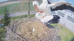 2023-04-12 20_32_04-#Bocian na żywo z #gniazdo pod Zambrowem #WhiteStork #nest #livecam w #zambrow #.jpg