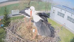 2023-04-12 20_31_13-#Bocian na żywo z #gniazdo pod Zambrowem #WhiteStork #nest #livecam w #zambrow #.jpg