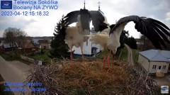 2023-04-12 21_35_22-Gniazdo Bocianie - Telewizja Sokółka [NA ŻYWO] _ IP Camera_ Stork's nest [LIVE] .jpg