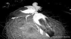 2023-04-12 21_39_59-Projekt Sąsiad Bocian - transmisja na żywo znad gniazda bociana białego w Woli Z.jpg