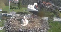 2023-04-13 12_16_34-Gniazdo bociana Tyrawa Wołoska - kamera na żywo WebCamera.pl – Maxthon.jpg