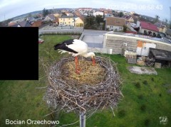 2023-04-13 15_38_48-Bocian Wojtek i jego rodzinka z Orzechowa - Żerkowsko-Czeszewski Park Krajobrazo.jpg