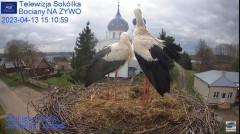 2023-04-13 20_55_15-(1) Gniazdo Bocianie - Telewizja Sokółka [NA ŻYWO] _ IP Camera_ Stork's nest [LI.jpg