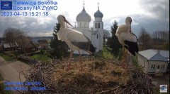 2023-04-13 20_55_31-(1) Gniazdo Bocianie - Telewizja Sokółka [NA ŻYWO] _ IP Camera_ Stork's nest [LI.jpg