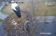 2023-04-13 22_25_40-Stork webcam - Heritage Timber Sash Windows – Maxthon.jpg