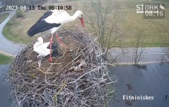 2023-04-13 22_25_51-Stork webcam - Heritage Timber Sash Windows – Maxthon.jpg