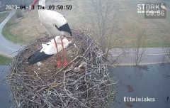 2023-04-13 22_26_08-Stork webcam - Heritage Timber Sash Windows – Maxthon.jpg