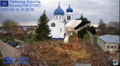 2023-04-14 20_20_51-Gniazdo Bocianie - Telewizja Sokółka [NA ŻYWO] _ IP Camera_ Stork's nest [LIVE] .jpg