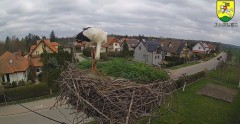 2023-04-15 09_52_43-BOCIANY kamera na żywo z gniazda w Pasłęku – Maxthon.jpg