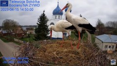 2023-04-15 20_42_14-Gniazdo Bocianie - Telewizja Sokółka [NA ŻYWO] _ IP Camera_ Stork's nest [LIVE] .jpg