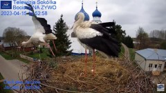2023-04-15 20_44_36-Gniazdo Bocianie - Telewizja Sokółka [NA ŻYWO] _ IP Camera_ Stork's nest [LIVE] .jpg