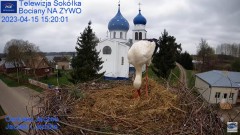 2023-04-15 20_45_28-Gniazdo Bocianie - Telewizja Sokółka [NA ŻYWO] _ IP Camera_ Stork's nest [LIVE] .jpg