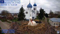2023-04-15 20_45_33-Gniazdo Bocianie - Telewizja Sokółka [NA ŻYWO] _ IP Camera_ Stork's nest [LIVE] .jpg