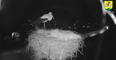 2023-04-15 21_24_55-BOCIANY kamera na żywo z gniazda w Pasłęku – Maxthon.jpg
