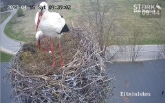 2023-04-15 22_10_19-Stork webcam - Heritage Timber Sash Windows – Maxthon.jpg