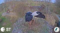 2023-04-15 22_32_10-Baltie stārķi (Ciconia ciconia) Tukuma novadā - LDF tiešraide __ White storks in.jpg