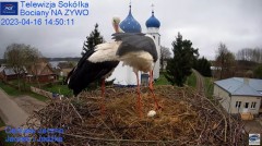 2023-04-16 16_36_14-(1) Gniazdo Bocianie - Telewizja Sokółka [NA ŻYWO] _ IP Camera_ Stork's nest [LI.jpg