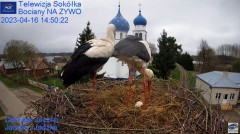 2023-04-16 16_36_24-(1) Gniazdo Bocianie - Telewizja Sokółka [NA ŻYWO] _ IP Camera_ Stork's nest [LI.jpg