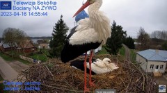 2023-04-16 16_38_58-(1) Gniazdo Bocianie - Telewizja Sokółka [NA ŻYWO] _ IP Camera_ Stork's nest [LI.jpg