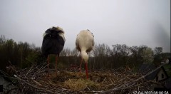 2023-04-17 11_46_30-Bociany TAURONA w oku kamery - relacja na żywo z gniazda bociana białego w Niepo.jpg