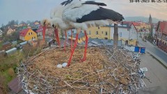2023-04-18 13_05_26-Bociany Białe Polanów - gniazdo na żywo _ Pollnow White Stork - nest live - YouT.jpg