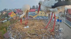 2023-04-18 13_05_40-Bociany Białe Polanów - gniazdo na żywo _ Pollnow White Stork - nest live - YouT.jpg