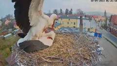 2023-04-18 13_06_34-Bociany Białe Polanów - gniazdo na żywo _ Pollnow White Stork - nest live - YouT.jpg
