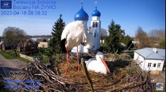 2023-04-18 20_18_36-Gniazdo Bocianie - Telewizja Sokółka [NA ŻYWO] _ IP Camera_ Stork's nest [LIVE] .jpg
