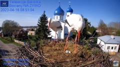 2023-04-18 20_19_42-Gniazdo Bocianie - Telewizja Sokółka [NA ŻYWO] _ IP Camera_ Stork's nest [LIVE] .jpg