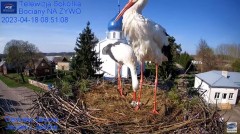 2023-04-18 20_19_47-Gniazdo Bocianie - Telewizja Sokółka [NA ŻYWO] _ IP Camera_ Stork's nest [LIVE] .jpg