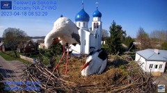 2023-04-18 20_20_59-Gniazdo Bocianie - Telewizja Sokółka [NA ŻYWO] _ IP Camera_ Stork's nest [LIVE] .jpg